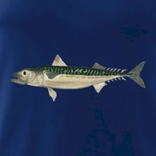 Makrela obecná Makrela obecná