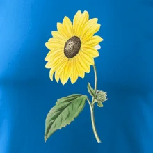 Slnečnica otočená