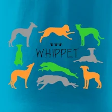Whippet farebný