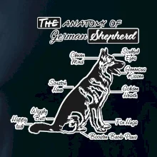 Nemecký ovčiak - Anatómia