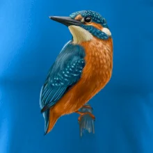 Ľadnáčik kreslený