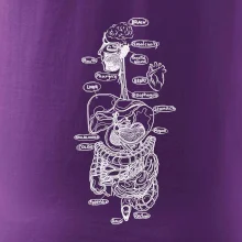 Skica ľudských orgánov