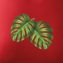 Monstera - dva listy