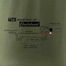 Jazvečík - Anatómia