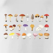 Huby farebné Huby farebné