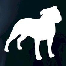 Americký stafordšírsky teriér Na prsníku