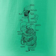 Skica ľudských orgánov