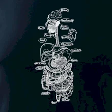 Skica ľudských orgánov