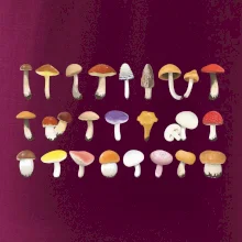 Huby farebné Huby farebné