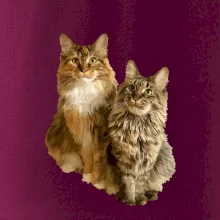 Mačky vectorizované (Moňas)