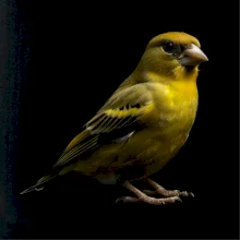 Zvonček zelený čierna fotka