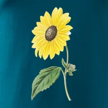 Slnečnica otočená