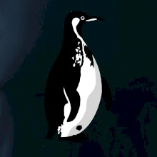 Tučniak čiernobiely z boku