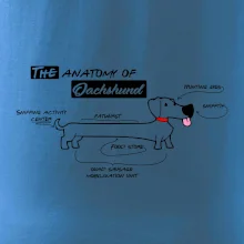 Jazvečík - Anatómia