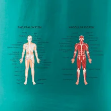 Skelet and Moscular system