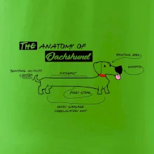 Jazvečík - Anatómia