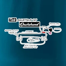 Jazvečík - Anatómia