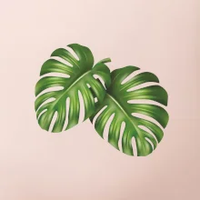 Monstera - dva listy