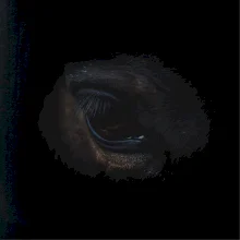 Kôň z očí do oka