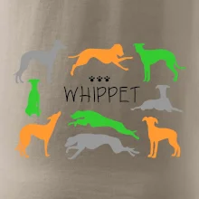 Whippet farebný