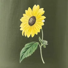 Slnečnica otočená