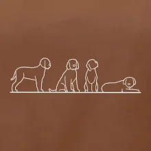 Lagotto romagnolo postavy linka