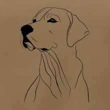 Labrador čierna kresba