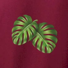 Monstera - dva listy Monstera - dva listy