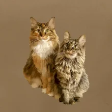 Mačky vectorizované (Moňas)