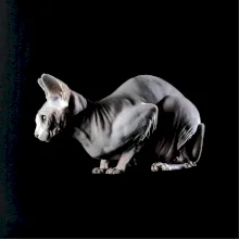 Mačka sphynx fotka