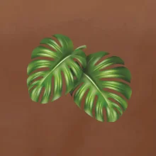 Monstera - dva listy Monstera - dva listy