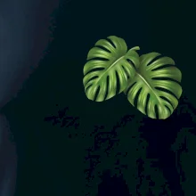 Monstera listy na prsu Monstera listy na prsu