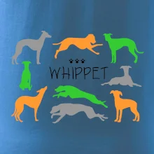 Whippet farebný