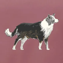 Border kólia kreslená