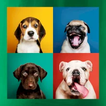 Psi šteňatá koláž