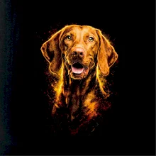 Obrázok poltón Maďarský stavač