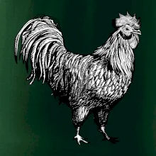 Kohút kreslený čiernobiely