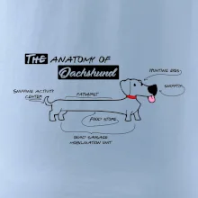 Jazvečík - Anatómia