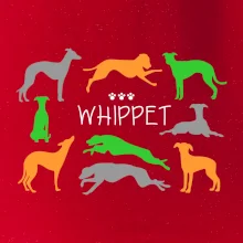 Whippet farebný