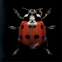 Lienka za zhora čierna fotka