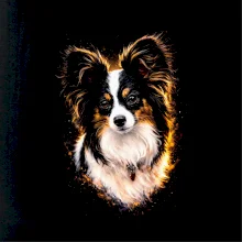 Obrázok poltón papillon hlava