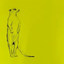 Surikata čierna kresba