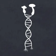 DNA huby