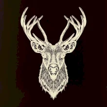 Jeleň kresba Jeleň kresba