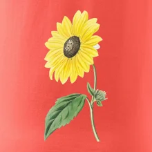 Slnečnica otočená