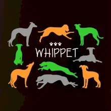 Whippet farebný