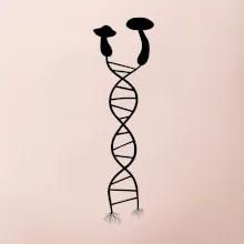 DNA huby