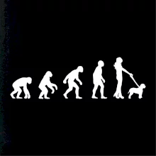 Lagotto romagnolo Evolúcia Lagotto romagnolo Evolúcia