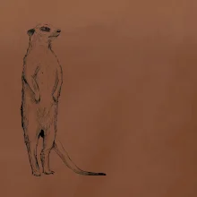 Surikata čierna kresba