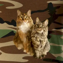 Mačky vectorizované (Moňas)